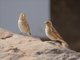 Crimson-winged Finch (Rhodopechys sanguineus)