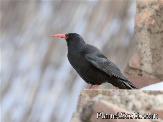 Red-billed Chough (Pyrrhocorax pyrrhocorax)