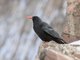 Red-billed Chough (Pyrrhocorax pyrrhocorax)