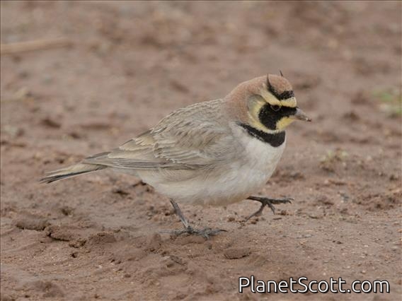 Horned Lark (Eremophila alpestris) - Atlas