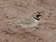 Horned Lark (Eremophila alpestris) - Atlas