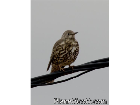 Mistle Thrush (Turdus viscivorus)