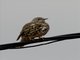 Mistle Thrush (Turdus viscivorus)