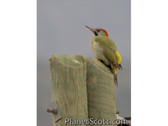 Levaillant's Woodpecker (Picus vaillantii)
