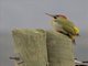 Levaillant's Woodpecker (Picus vaillantii)