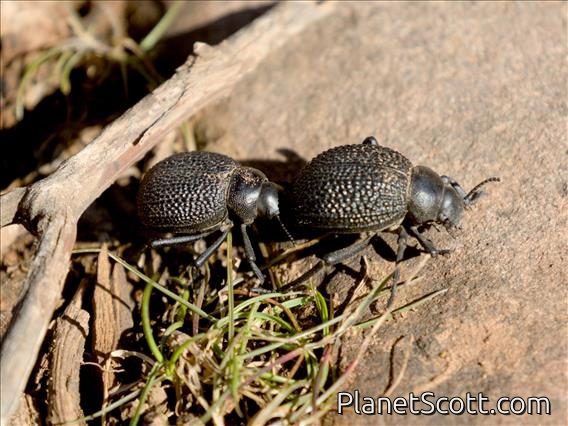 Darkling Beetle (Pimelia fairmairii)