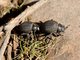 Darkling Beetle (Pimelia fairmairii)