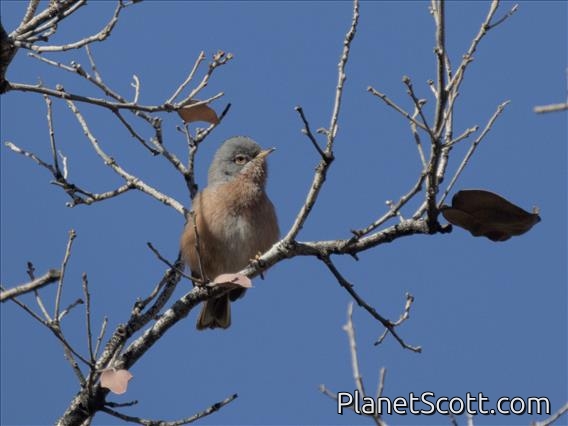 Tristram's Warbler (Curruca deserticola)