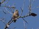 Tristram's Warbler (Curruca deserticola)
