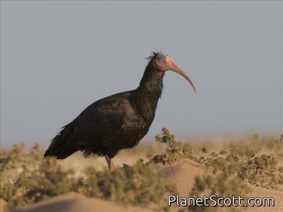 Northern Bald Ibis (Geronticus eremita)