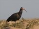 Northern Bald Ibis (Geronticus eremita)