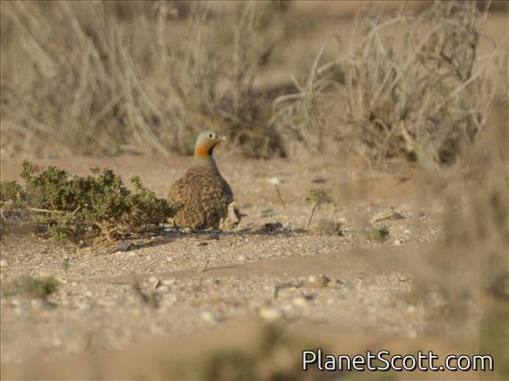 Black-bellied Sandgrouse (Pterocles orientalis)