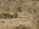 Black-bellied Sandgrouse (Pterocles orientalis)