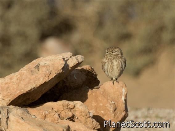 Little Owl (Athene noctua)