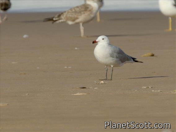 Audouin's Gull (Ichthyaetus audouinii)