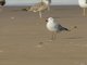 Audouin's Gull (Ichthyaetus audouinii)