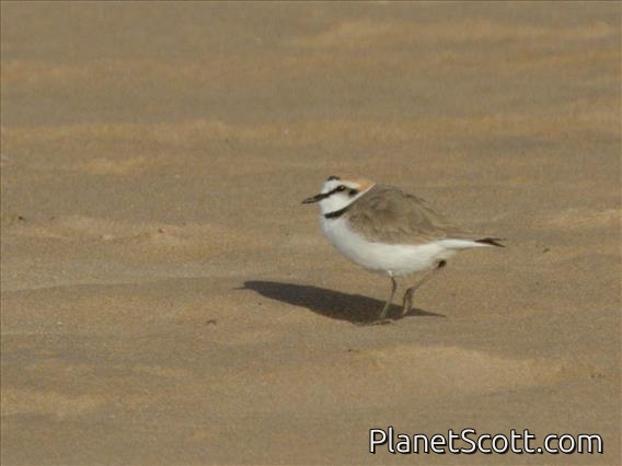 Kentish Plover (Anarhynchus alexandrinus)