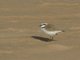 Kentish Plover (Anarhynchus alexandrinus)