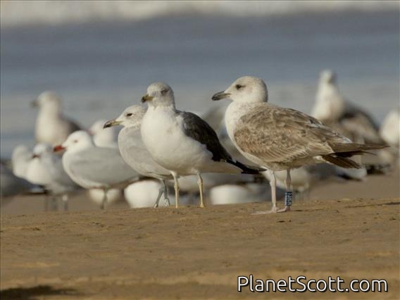 Yellow-legged Gull (Larus michahellis)