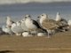 Yellow-legged Gull (Larus michahellis)