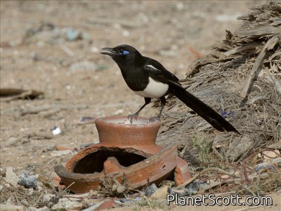 Maghreb Magpie (Pica mauritanica)