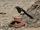 Maghreb Magpie (Pica mauritanica)
