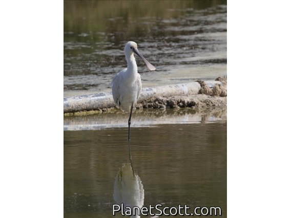 Eurasian Spoonbill (Platalea leucorodia)