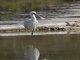 Eurasian Spoonbill (Platalea leucorodia)