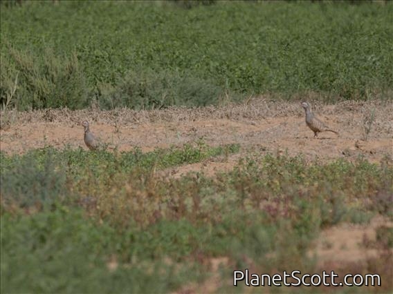Barbary Partridge (Alectoris barbara)