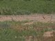 Barbary Partridge (Alectoris barbara)