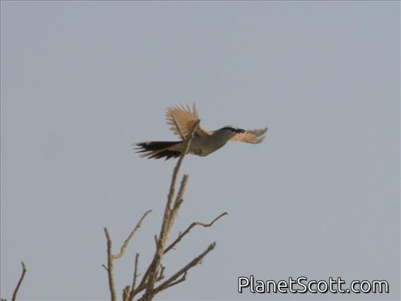 Black-crowned Tchagra (Tchagra senegalus)