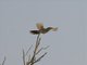 Black-crowned Tchagra (Tchagra senegalus)