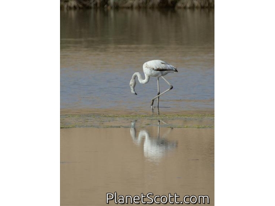 Greater Flamingo (Phoenicopterus roseus)