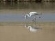 Greater Flamingo (Phoenicopterus roseus)