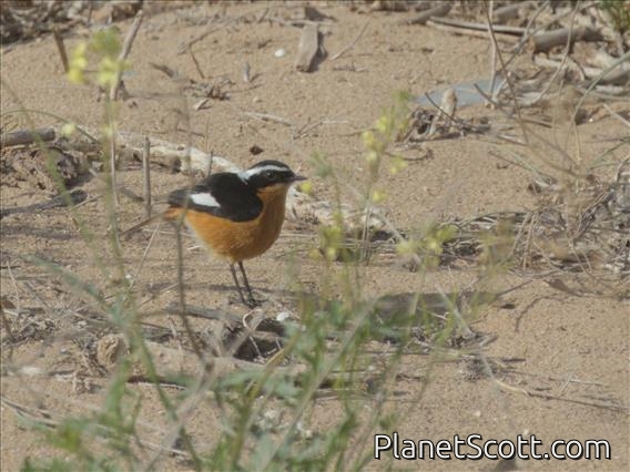 Moussier's Redstart (Phoenicurus moussieri)