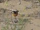 Moussier's Redstart (Phoenicurus moussieri)