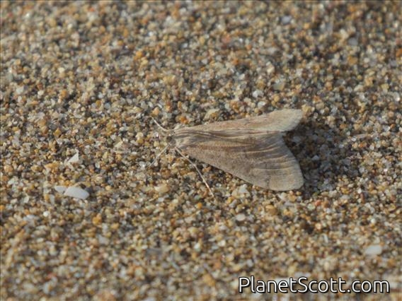 Crambid Snout Moth (Cornifrons ulceratalis)