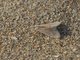 Crambid Snout Moth (Cornifrons ulceratalis)
