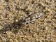 Littoral Tiger Beetle (Calomera littoralis)