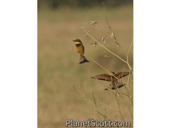 Blue-breasted Bee-eater (Merops variegatus)