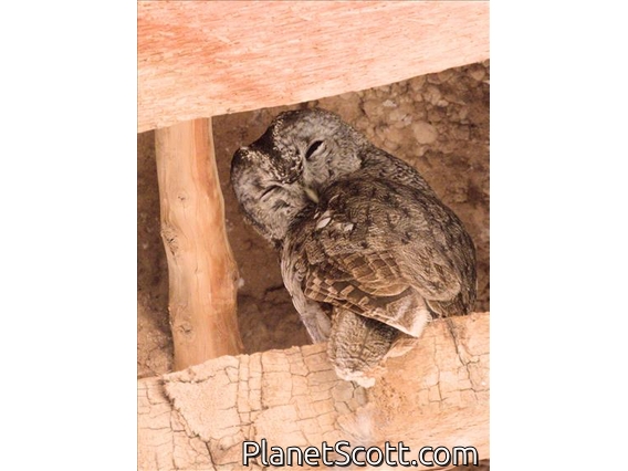 Maghreb Owl (Strix mauritanica)
