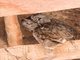 Maghreb Owl (Strix mauritanica)