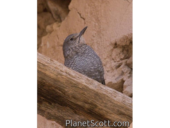Blue Rock-Thrush (Monticola solitarius) - Immature
