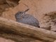 Blue Rock-Thrush (Monticola solitarius) - Immature