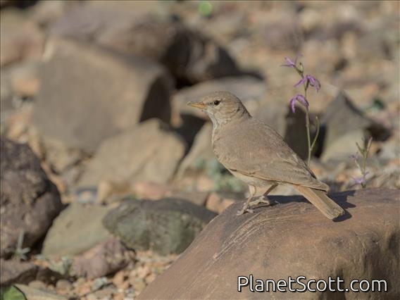 Desert Lark (Ammomanes deserti)