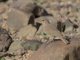 Desert Lark (Ammomanes deserti)