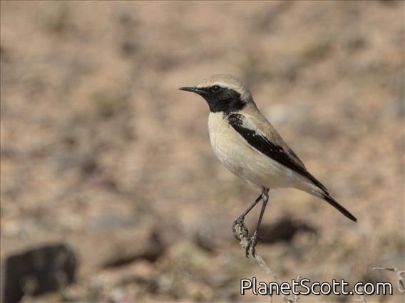 Desert Wheatear (Oenanthe deserti)