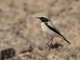 Desert Wheatear (Oenanthe deserti)