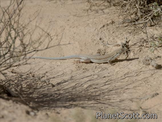 Bosc's Fringe-toed Lizard (Acanthodactylus boskianus)