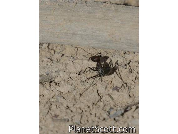 Bicolor Group Sahara Ant (Cataglyphis sp)